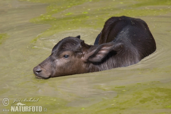 Wasserbüffel (Bubalus bubalis)