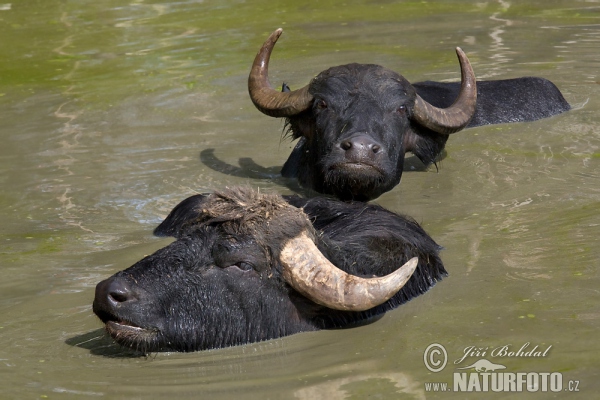 Wasserbüffel (Bubalus bubalis)