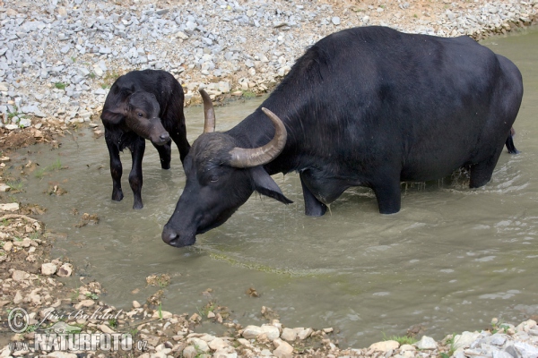 Wasserbüffel (Bubalus bubalis)