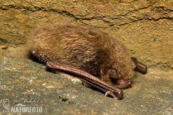 Wasserfledermaus (Myotis daubentonii)