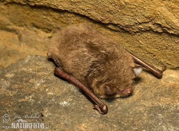 Wasserfledermaus (Myotis daubentonii)