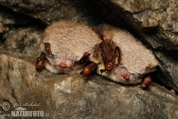 Wasserfledermaus (Myotis daubentonii)