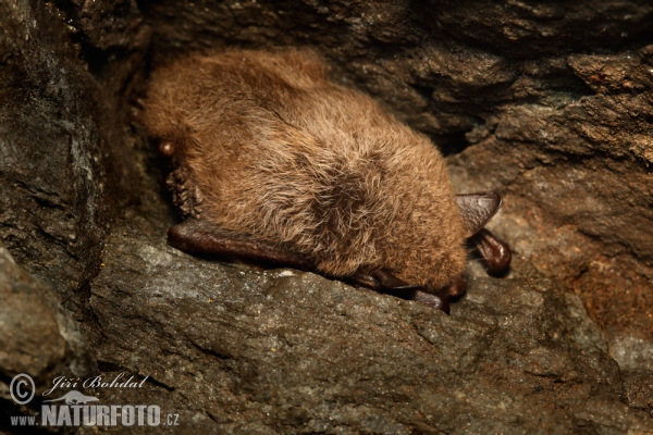 Wasserfledermaus (Myotis daubentonii)