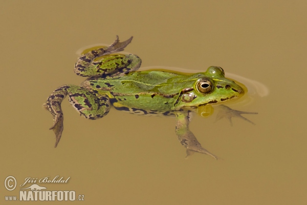 Wasserfrosch Teichfrosch (Rana esculenta)