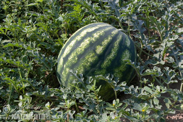 Wassermelone (Citrullus lanatus)