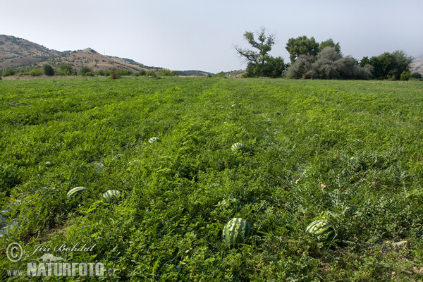 Wassermelone (Citrullus lanatus)