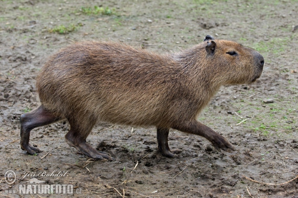 Wasserschwein (Hydrochoerus hydrochaeris)