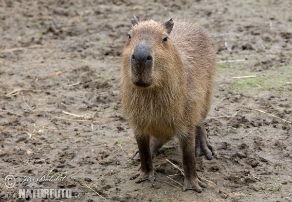 Wasserschwein (Hydrochoerus hydrochaeris)