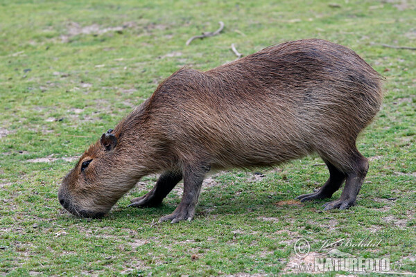 Wasserschwein (Hydrochoerus hydrochaeris)