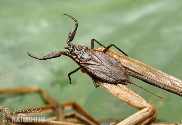 Wasserskorpion (Nepa cinerea)