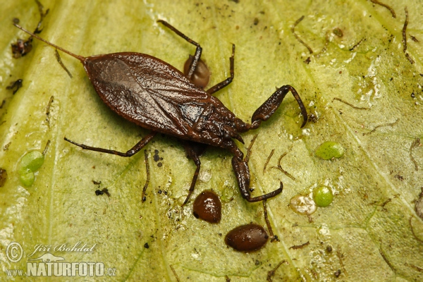 Wasserskorpion (Nepa cinerea)