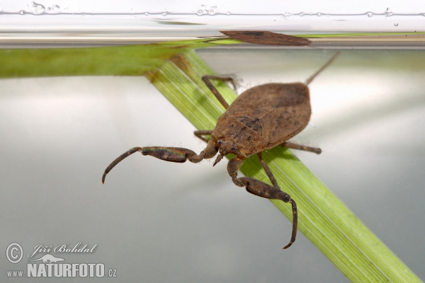 Wasserskorpion (Nepa cinerea)