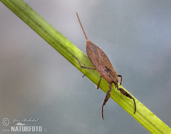 Wasserskorpion (Nepa cinerea)