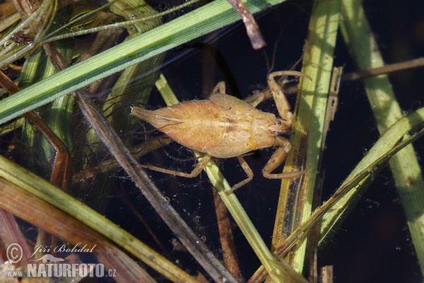 Wasserskorpion (Nepa cinerea)