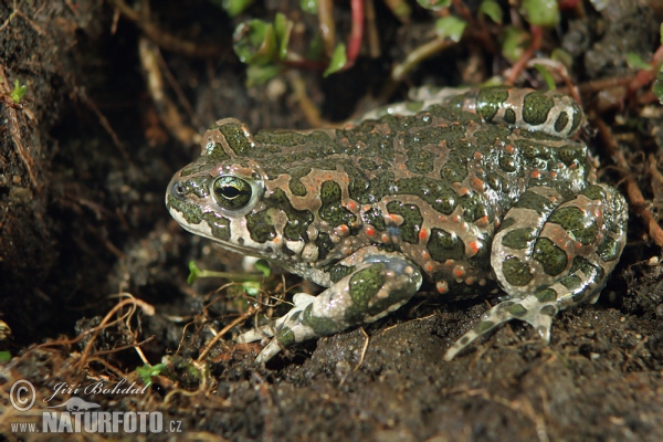 Wechselkröte (Bufotes viridis)