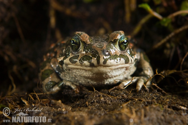 Wechselkröte (Bufotes viridis)