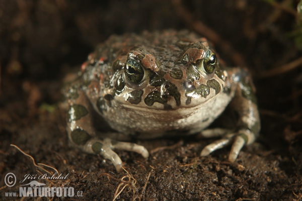 Wechselkröte (Bufotes viridis)