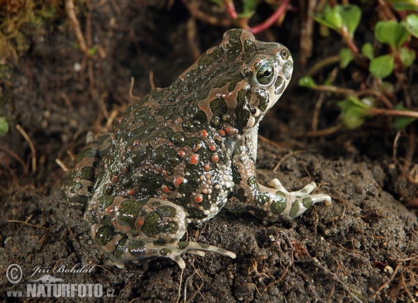 Wechselkröte (Bufotes viridis)