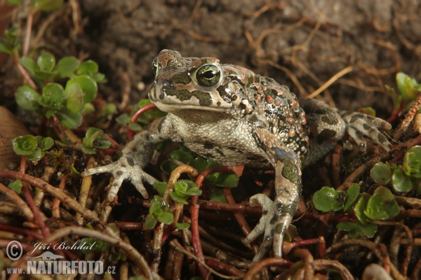 Wechselkröte (Bufotes viridis)