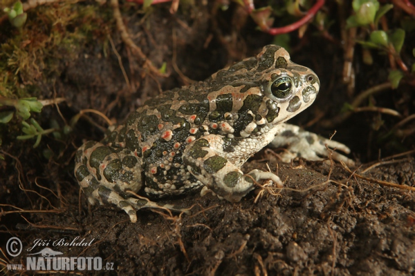 Wechselkröte (Bufotes viridis)