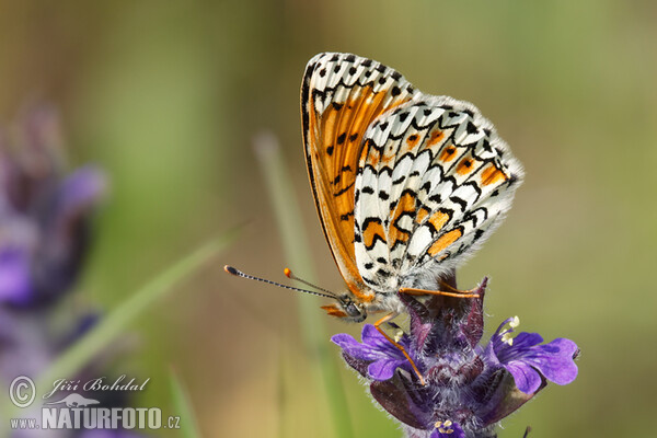 Wegerich-Scheckenfalter (Melitaea cinxia)