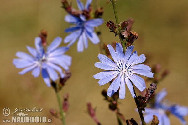 Wegwarte (Cichorium intybus)