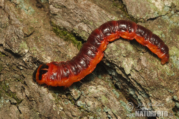 Weidenbohrer - Raupe (Cossus cossus)