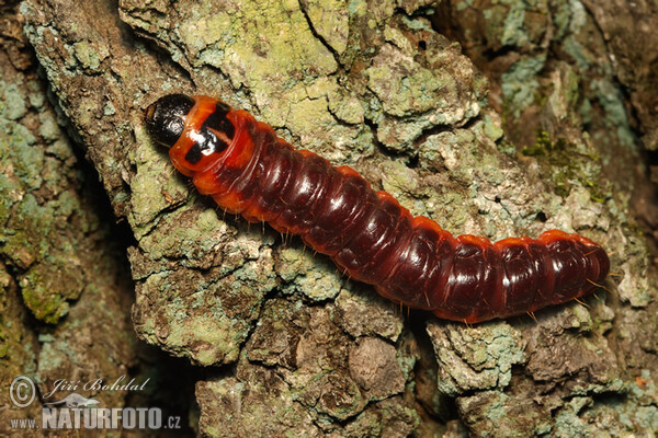 Weidenbohrer - Raupe (Cossus cossus)