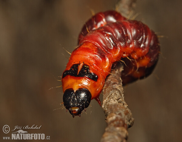 Weidenbohrer - Raupe (Cossus cossus)