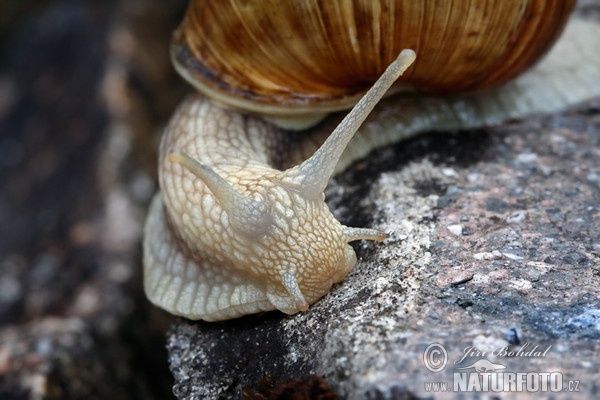 Weinbergschnecke (Helix pomatia)