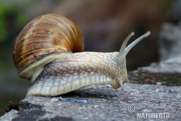 Weinbergschnecke (Helix pomatia)