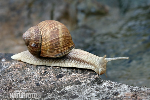 Weinbergschnecke (Helix pomatia)