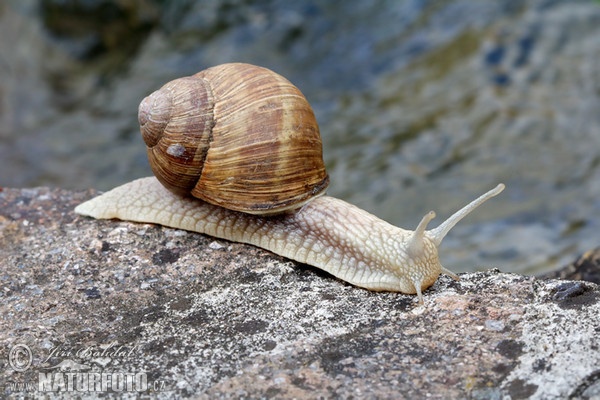 Weinbergschnecke (Helix pomatia)