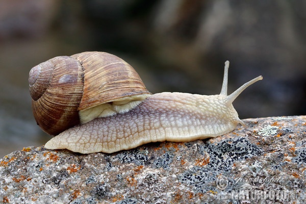 Weinbergschnecke (Helix pomatia)