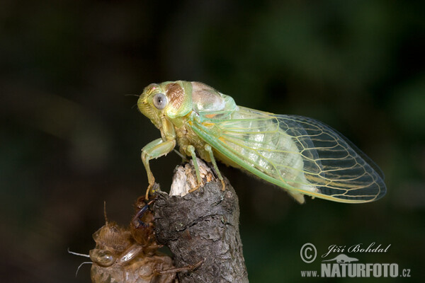 Weinbergzikade (Tibicina haematodes)