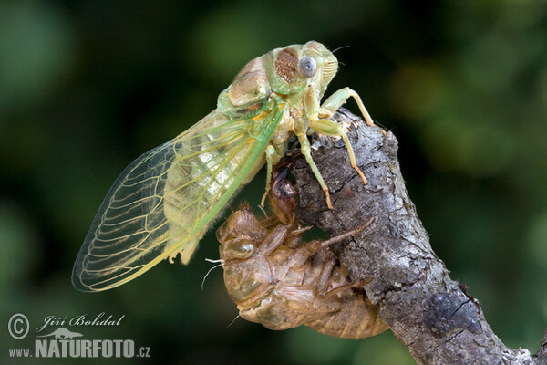 Weinbergzikade (Tibicina haematodes)