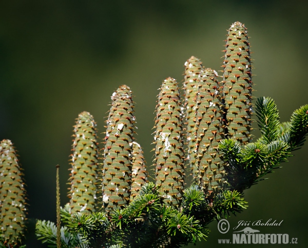 Weiß-Tanne (Abies alba)