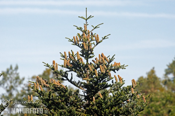 Weiß-Tanne (Abies alba)