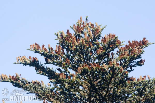 Weiß-Tanne (Abies alba)