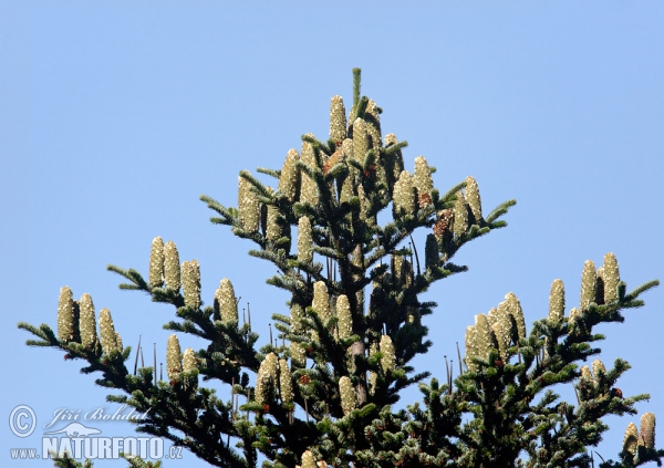 Weiß-Tanne (Abies alba)