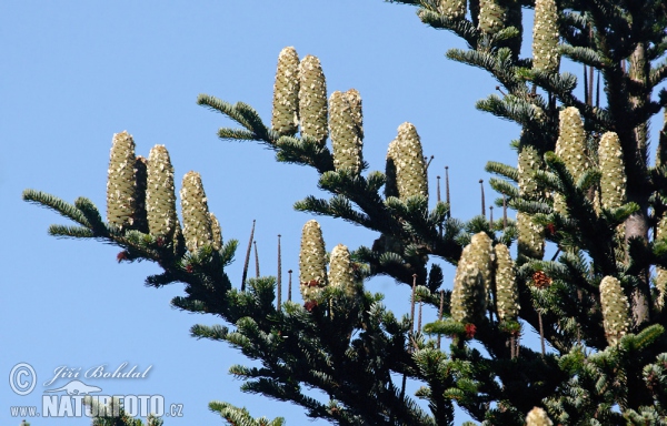 Weiß-Tanne (Abies alba)