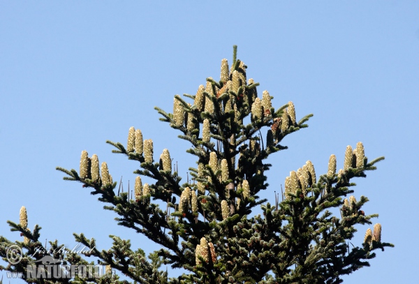 Weiß-Tanne (Abies alba)