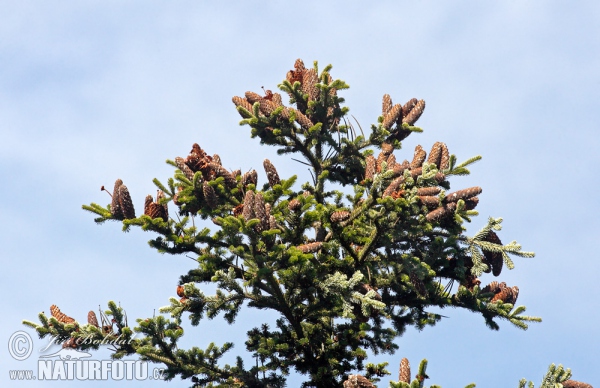 Weiß-Tanne (Abies alba)