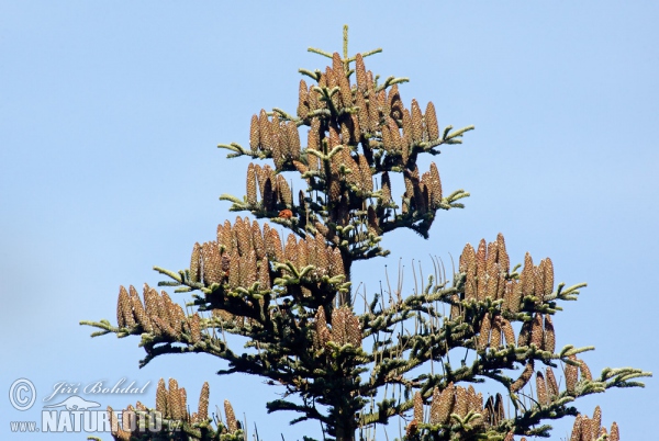 Weiß-Tanne (Abies alba)