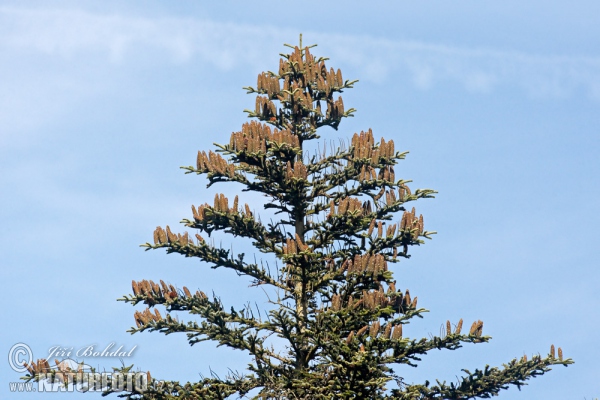 Weiß-Tanne (Abies alba)