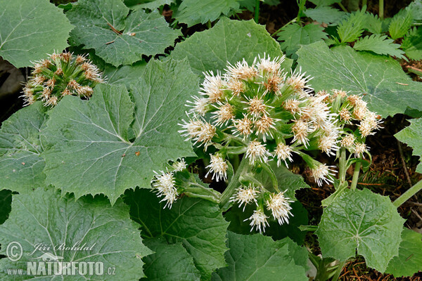 Weiße Pestwurz (Petasites albus)