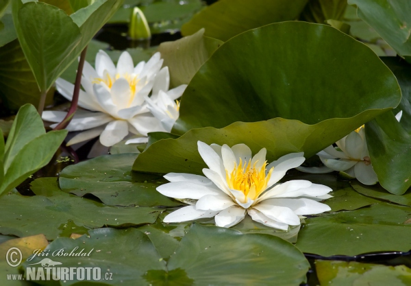 Weiße Seerose (Nymphaea alba)