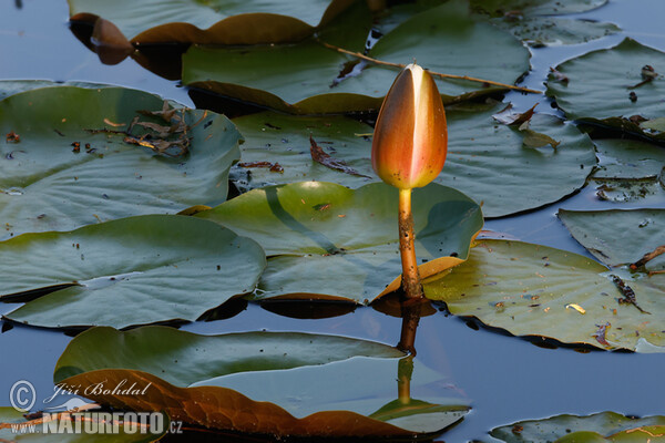 Weiße Seerose (Nymphaea candida)