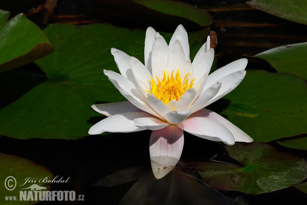 Weiße Seerose (Nymphaea candida)