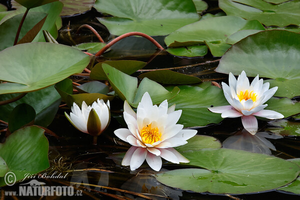 Weiße Seerose (Nymphaea candida)